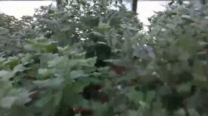 Как заставить  Хризантему зацвести раньше времени.