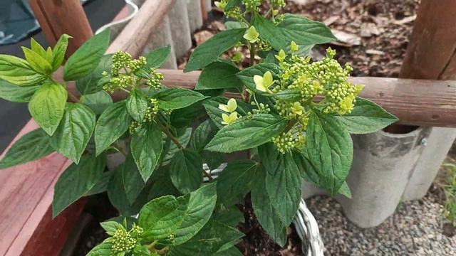 Обзор🌺 гортензии набирают цвет😊 смотреть онлайн