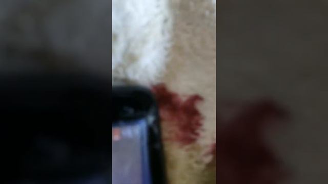 Радушные удивительности