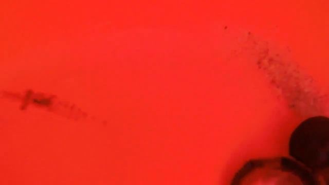 Ищем крабов Поймали креветку Отдыхаем на пляже смотреть онлайн