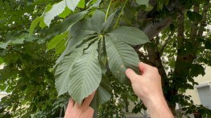 Спасаем каштаны от минирующей моли. Оценка, выводы