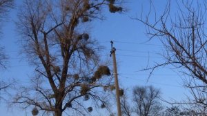 Ловля ХИЩНЫХ  птиц на ловушки/ Кто попался?