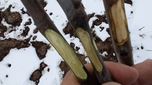 Инжир Jannot холодостойкий. смотреть онлайн