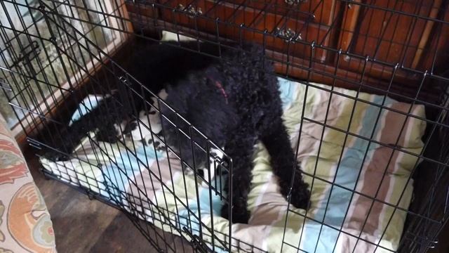 Первые роды. Королевский пудель Никси . смотреть онлайн