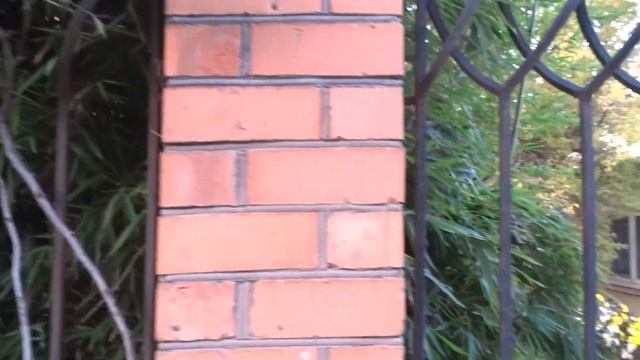 Анапа Бамбук , да он у нас растет тоже ! смотреть онлайн