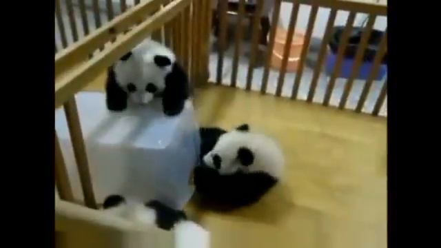 Побег панды смотреть онлайн