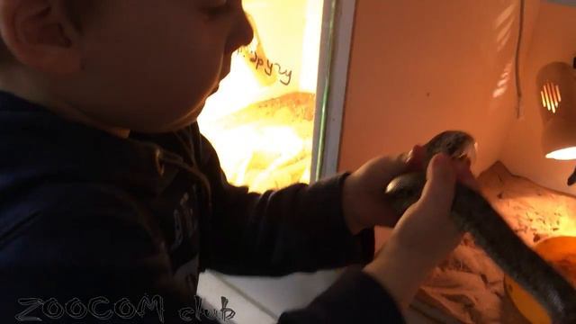 Как дружат дети и змеи? Child and snakes смотреть онлайн