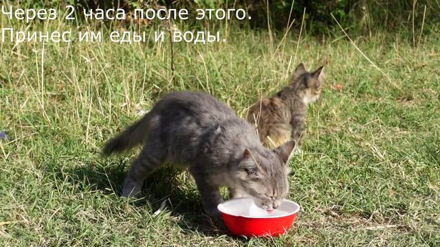 Как Я наткнулся утром на кошку и котенка, брошенных в жаре на берегу реки. смотреть онлайн