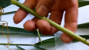 Ловля белого амура на камышовую мякоть