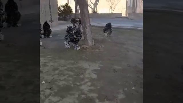 Brama Isabella murble fluff Брама Изабелла мраморный #куры #товук #chicken #tovuqlar #brama #brahm смотреть онлайн