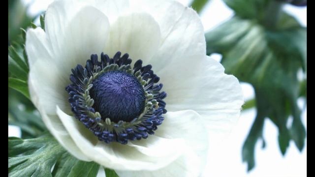 ГАЗОВАЯ КОСЫНКА исп. Наталия Муравьева Старинный романс АНЕМОНЫ Ты смотри никому не рассказывай смотреть онлайн