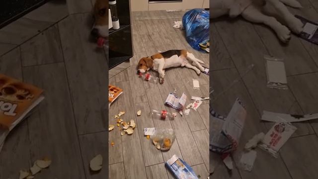 Приколы с животными. Озвучка смехота) смотреть онлайн