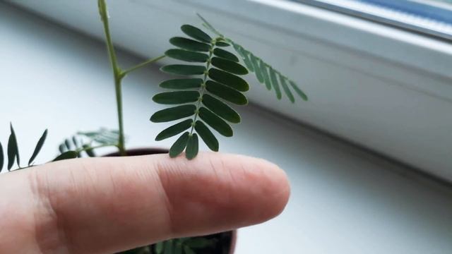 Мимоза стыдливая -Mimosa Pudica