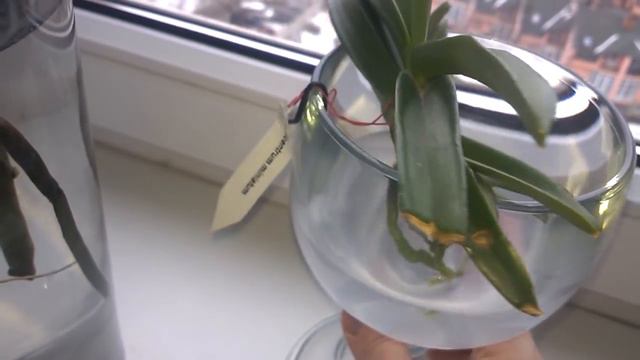 Vanda Roots Watering смотреть онлайн