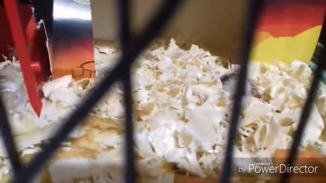 Что делает моя собака? С хомяками? смотреть онлайн