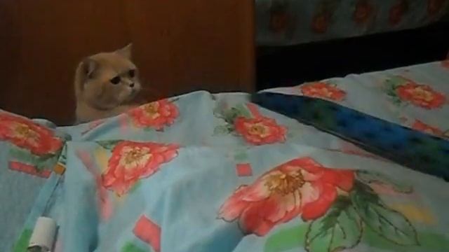 Кот и змея не совместимые звери!!!!! смотреть онлайн