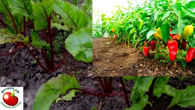 Растения которые нельзя высаживать рядом с перцем смотреть онлайн