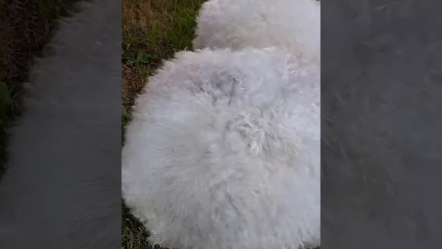 Папаха смотреть онлайн