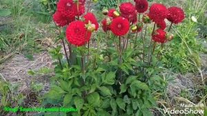 Георгина сорт Несцио / Dahlia Nescio