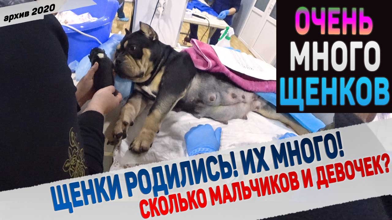 Собака родила, но нас не отпускают домой из клиники. Что с щенками и их мамой? смотреть онлайн