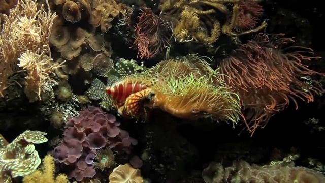 Under Water - CANON EOS 550D / KIT 18-55 смотреть онлайн
