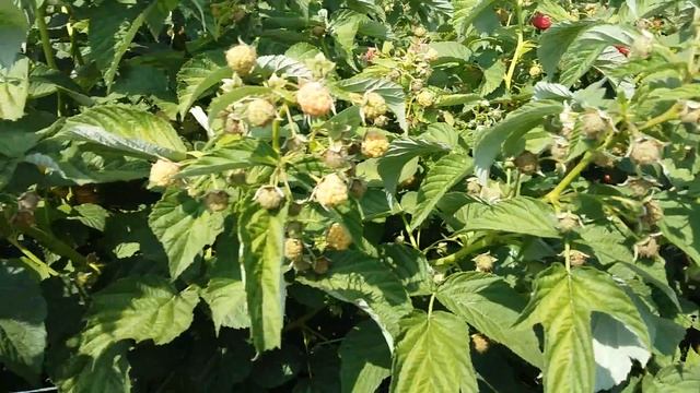 Малина сорт бабье лето 25 июня смотреть онлайн