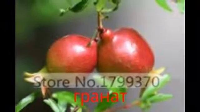 Карликовые деревья бонсай, семена на AliExpress смотреть онлайн