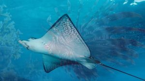 Подводный мир.