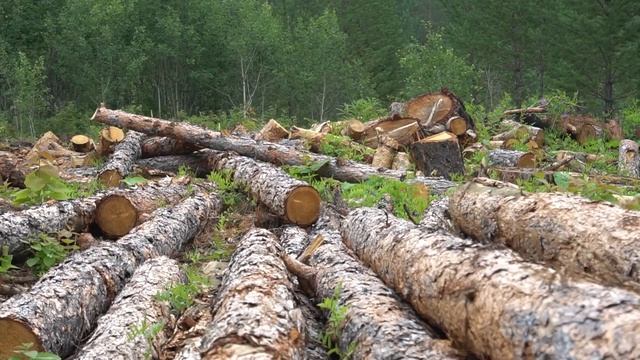 Чем топить будем? В Бурятии снова подорожали дрова смотреть онлайн