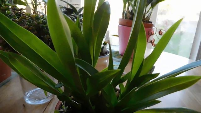 January Orchid Update