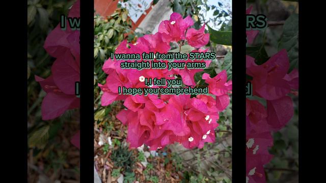 FOOLISH BEAT💐💐COOL CHANGE🌹🌹STARS(LYRICS)Vol.5 смотреть онлайн