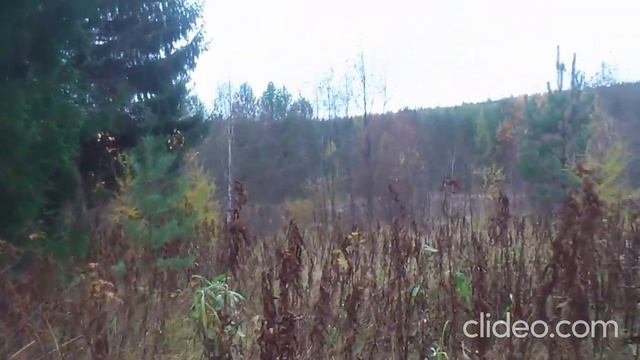 Толокнянка радует.Пополняет копилку. смотреть онлайн