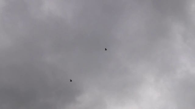 СВГ (серпасто-выворотные голуби) смотреть онлайн