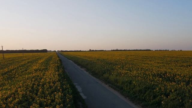 Подсолнухи на рассвете Краснодарского края смотреть онлайн