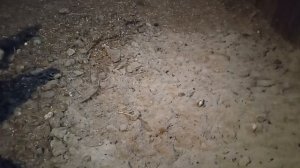 Как часто давать курам мел?