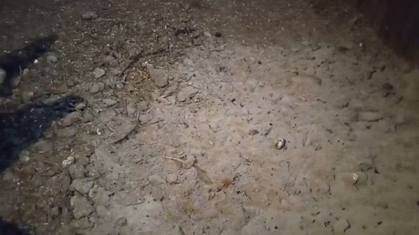 Как часто давать курам мел?