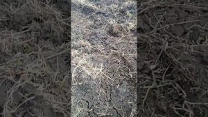 Сеем траву польским раскидывателем миниральных удобрений.