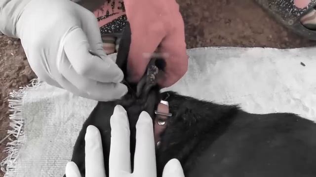 Save Poor Dog From Many Ticks, Removing Ticks From Poor Pet In Countryside #3, donjean смотреть онлайн