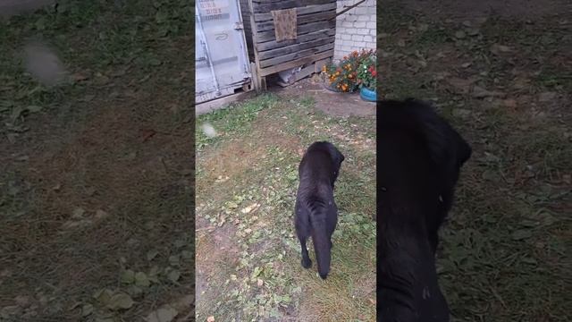 Марусе обрабатываем раны. смотреть онлайн