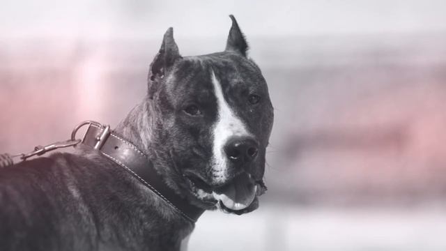 ВОЛК ПРОТИВ СОБАКИ. КТО СИЛЬНЕЕ СОБАКА ИЛИ ВОЛК? смотреть онлайн