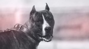 ВОЛК ПРОТИВ СОБАКИ. КТО СИЛЬНЕЕ СОБАКА ИЛИ ВОЛК?