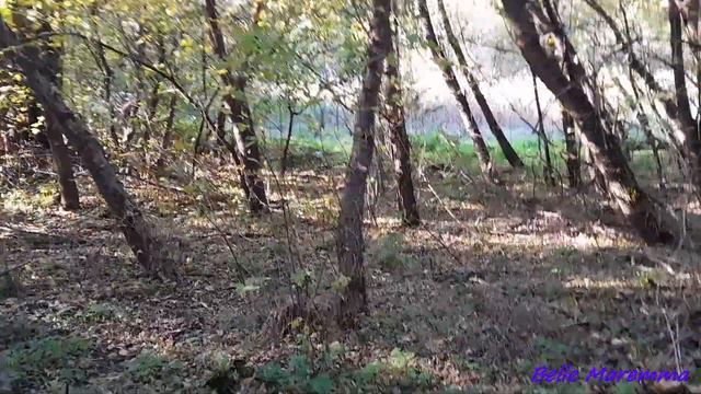 Белль Маремма гуляет в лесу.Belle Maremma Walking In The Forest