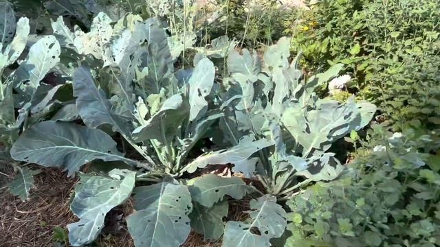 Лето на даче . Жизнь на природе . Сбор урожая , прогулка по саду смотреть онлайн