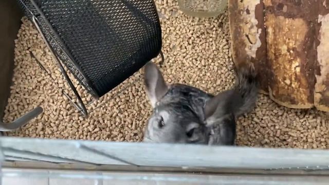 Что едят шиншиллы? Какой корм купить шиншилле? Обзор корма для шиншилл смотреть онлайн