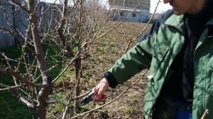 Обрезка персика на ВЕРЕТЕНО