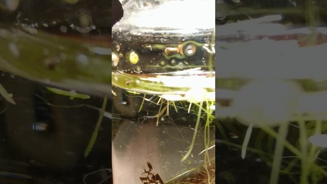 Гидра из пруда смотреть онлайн