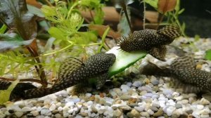 КОРМЛЮ АНЦИСТРУСОВ ОГУРЦОМ