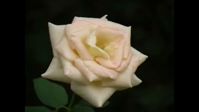 Canon XM 2 смотреть онлайн