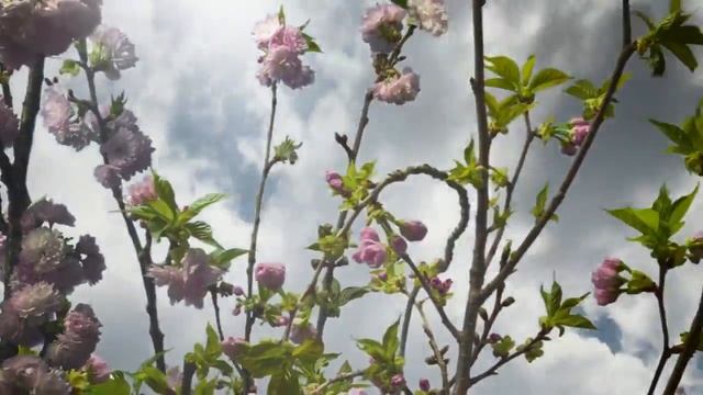 Весна, цветы распускаются (Джейми Скотт) смотреть онлайн
