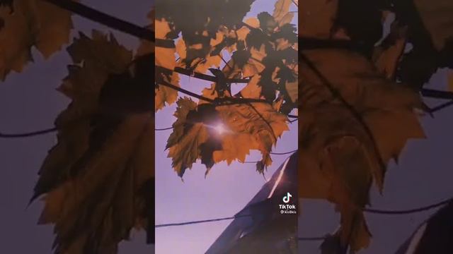 [🌚] Эстетика цветов [🌚] смотреть онлайн